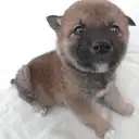 柴犬045-1
SHIBA045-1