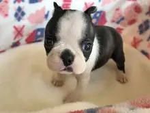 ボストン・テリア