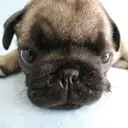 パグ009-4
PUG009-4