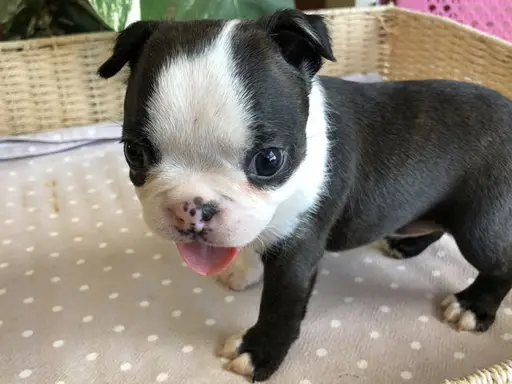 ボストン・テリアの子犬販売