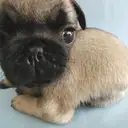 パグ009-3
PUG009-2