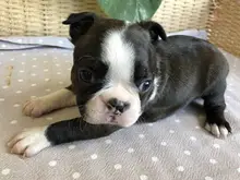 ボストン・テリア