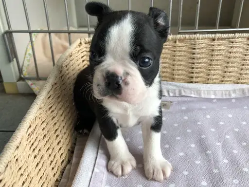 ボストン・テリアの子犬販売
