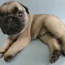パグ009-2
PUG009-1