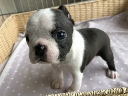 ボストン・テリアの子犬販売