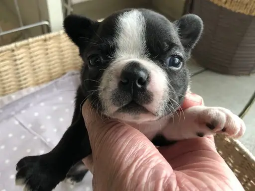 ボストン・テリアの子犬販売