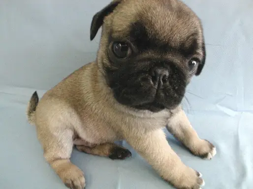 パグ009-1
PUG009-1