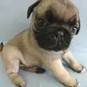 パグ009-1
PUG009-1