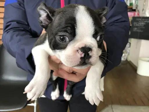 ボストン・テリアの子犬販売