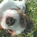 キャバリア5
CAVALIER KING CHARLES SPANIEL5