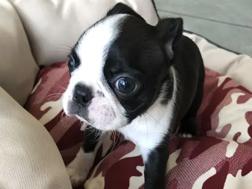 ボストン・テリアの子犬販売