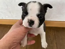 ボストン・テリア