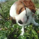 キャバリア4
CAVALIER KING CHARLES SPANIEL4