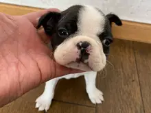 ボストン・テリア