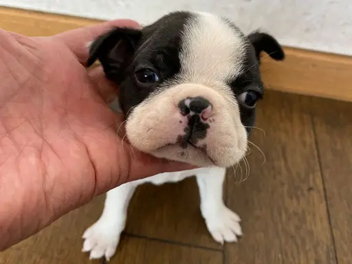 ボストン・テリアの子犬販売