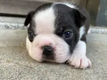 ボストン・テリア