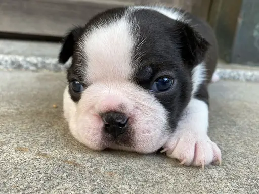 ボストン・テリアの子犬販売