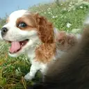 キャバリア3
CAVALIER KING CHARLES SPANIEL3