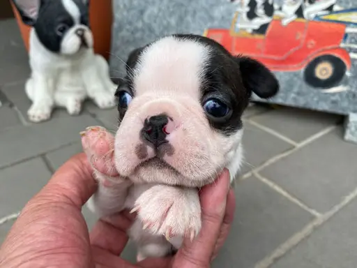 ボストン・テリアの子犬販売