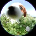 キャバリア2
CAVALIER KING CHARLES SPANIEL2