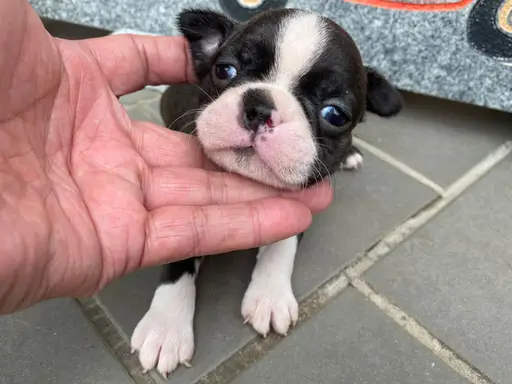 ボストン・テリアの子犬販売