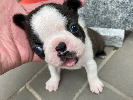 ボストン・テリアの子犬販売