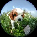 キャバリア2
CAVALIER KING CHARLES SPANIEL1