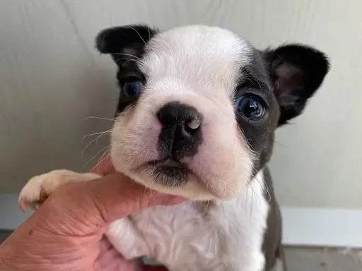 ボストン・テリアの子犬販売