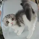 スコティッシュフォールド
Scottish Fold 4