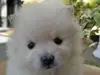 ポメラニアンのサムネイル画像1