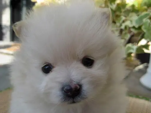 ポメラニアンの子犬販売