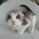 スコティッシュフォールド
Scottish Fold 3