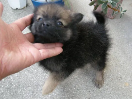 ポメラニアンの子犬販売