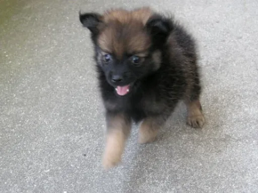 ポメラニアンの子犬販売