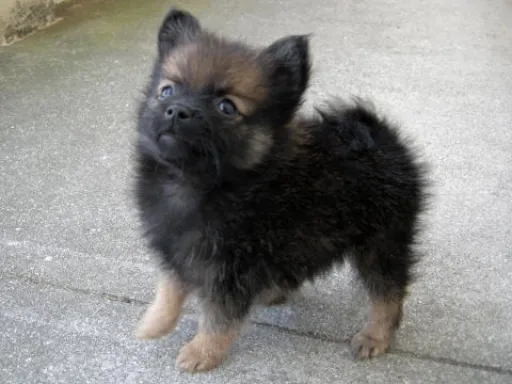 ポメラニアンの子犬販売