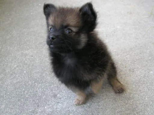 ポメラニアンの子犬販売