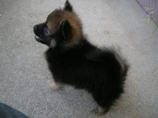 ポメラニアンの子犬販売