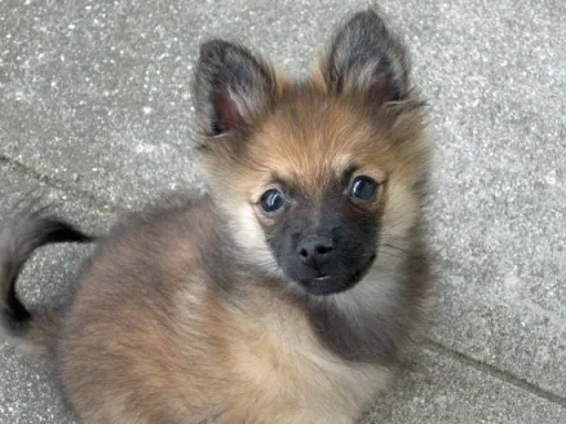 ポメラニアンの子犬販売