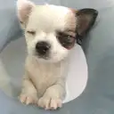 チワワL
CHIHUAHUA