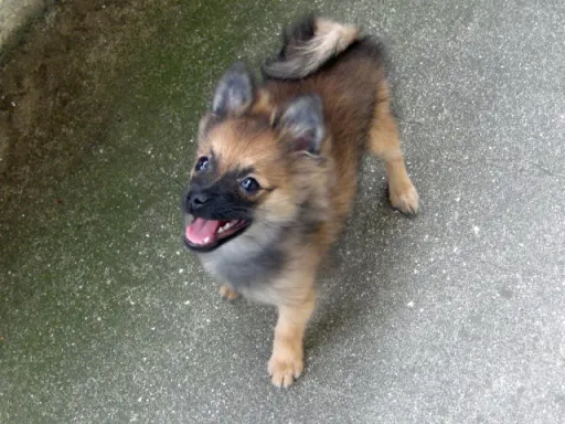 ポメラニアンの子犬販売