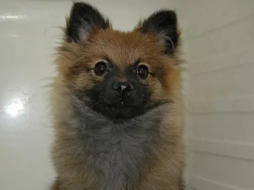 ポメラニアンの子犬販売