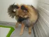 ポメラニアンのサムネイル画像5