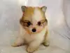 ポメラニアンのサムネイル画像1