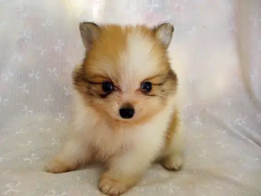 ポメラニアンの子犬販売