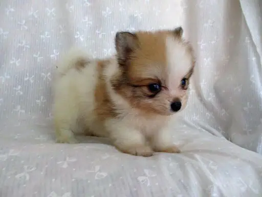 ポメラニアンの拡大画像