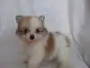 ポメラニアンのサムネイル画像3