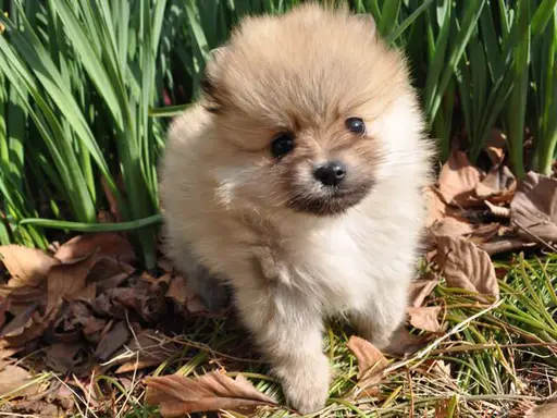 ポメラニアンの子犬販売