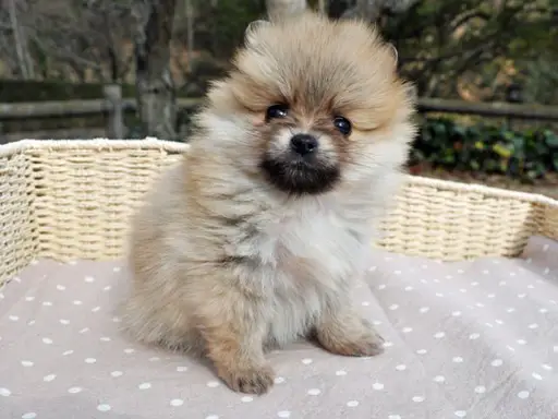 ポメラニアンの拡大画像