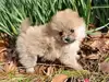 ポメラニアンのサムネイル画像5