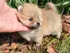 ポメラニアンのサムネイル画像6